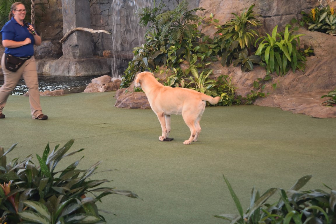 Dog on Animal Actors performing