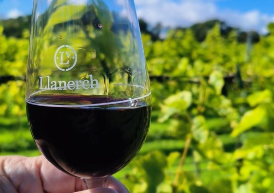 Llanerch Vineayrd wine glass